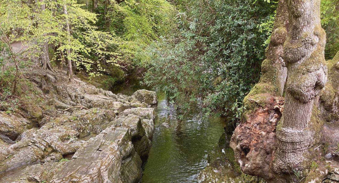 best forest walks Ireland